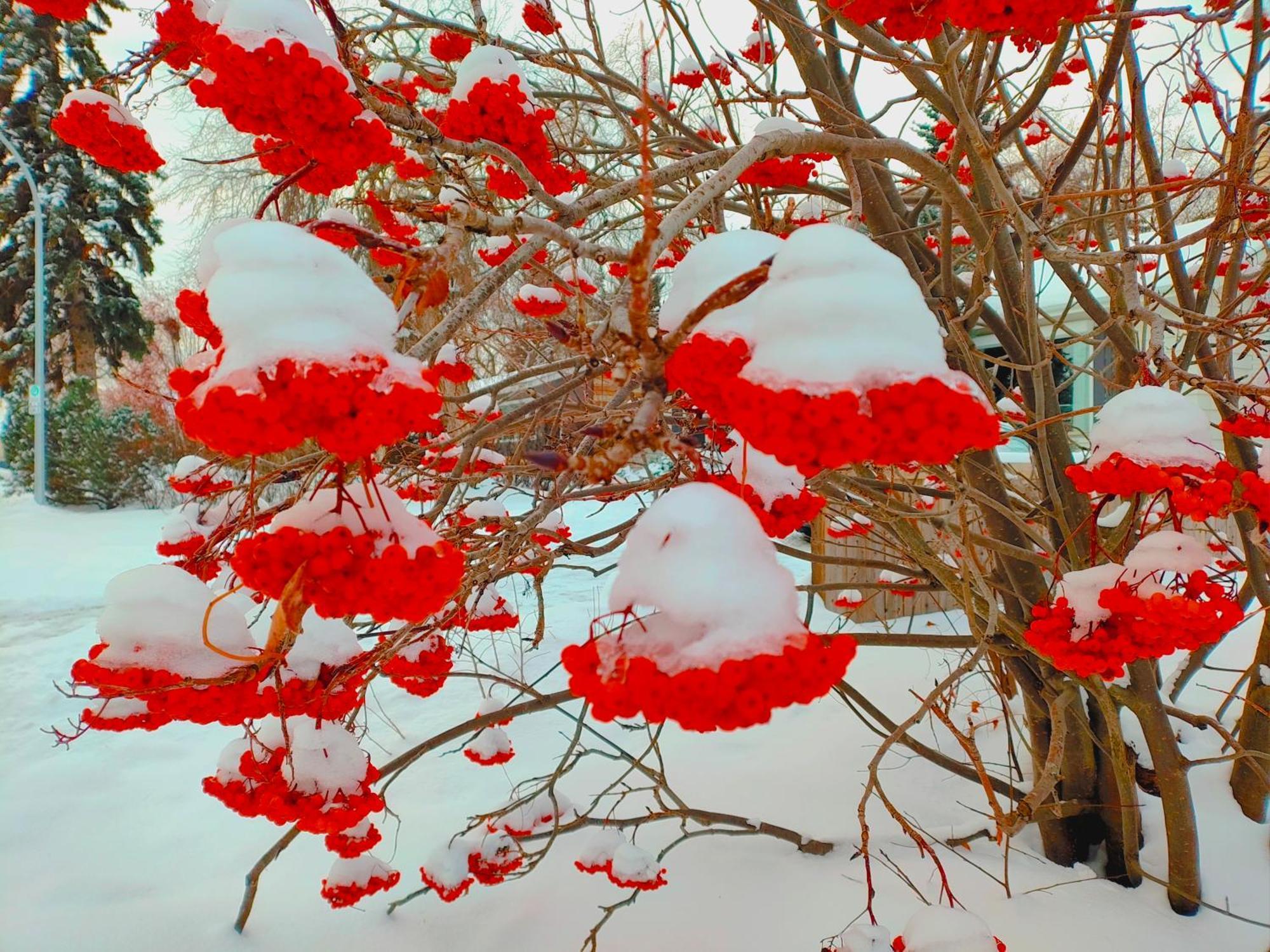 U Of A Homestay, Trails & Whyte Ave Edmonton Bagian luar foto